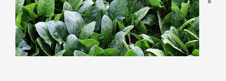 菠菜新鲜矮脚小菠菜红根土菠菜当季时令蔬菜农家自种3斤菠菜