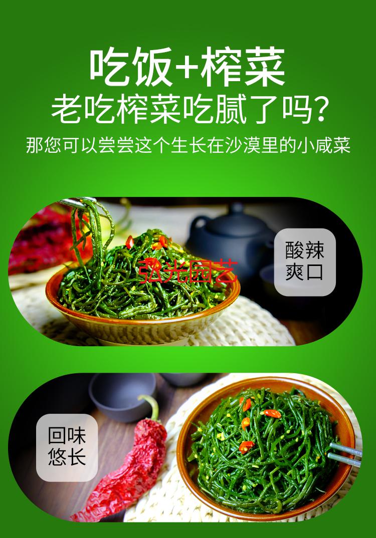 上海可发内蒙古阿拉善袋装咸菜绿野沙葱新鲜农家腌制爽口泡菜下饭菜10