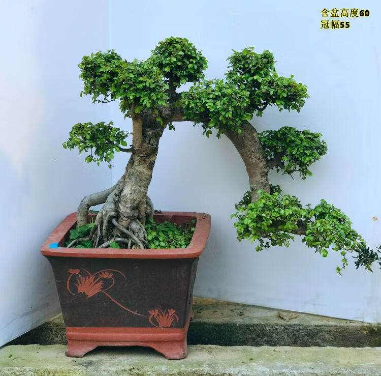 精品榔榆盆景造型小叶榆树榆树盆栽小叶榆树室内外花卉实物258带盆栽