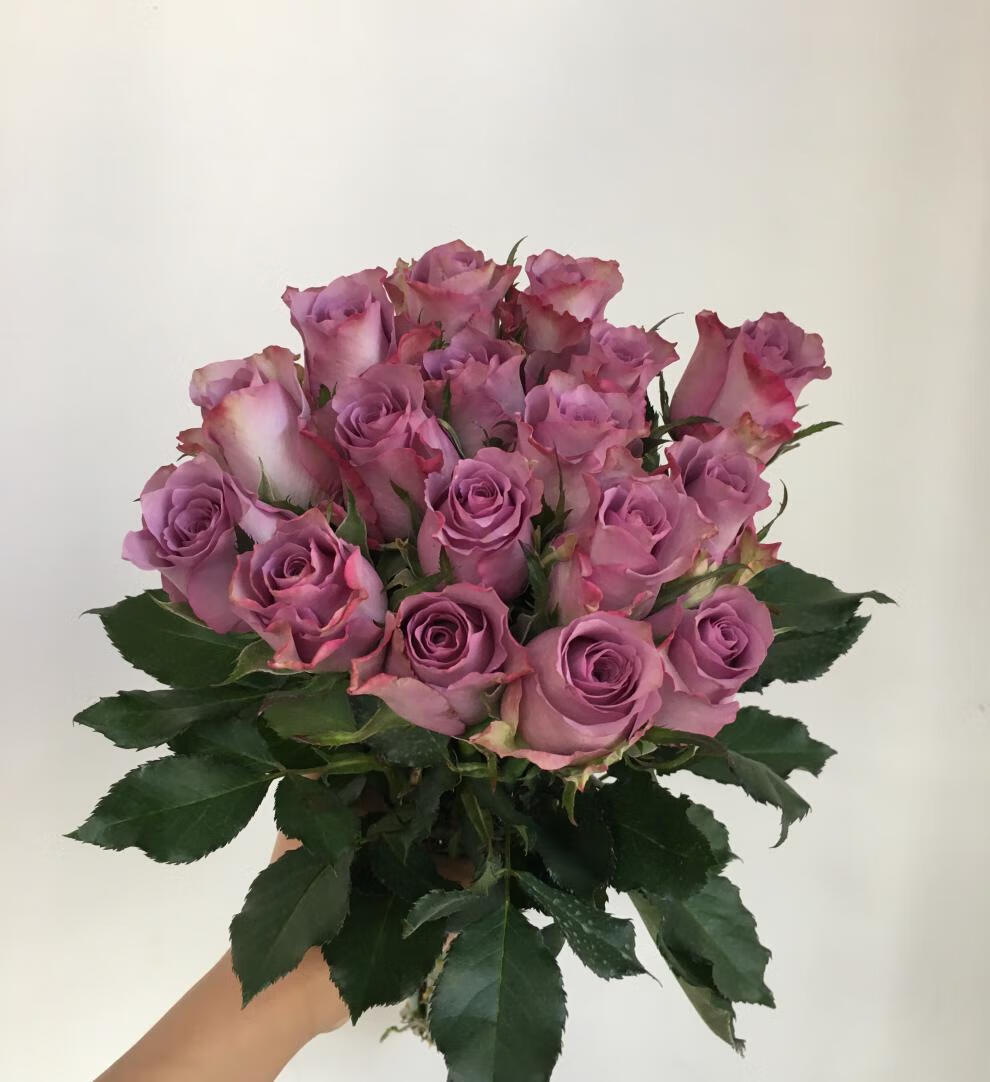 旧故里紫霞仙子玫瑰花云南昆明直发插花水养花束紫霞仙子16支4支防预