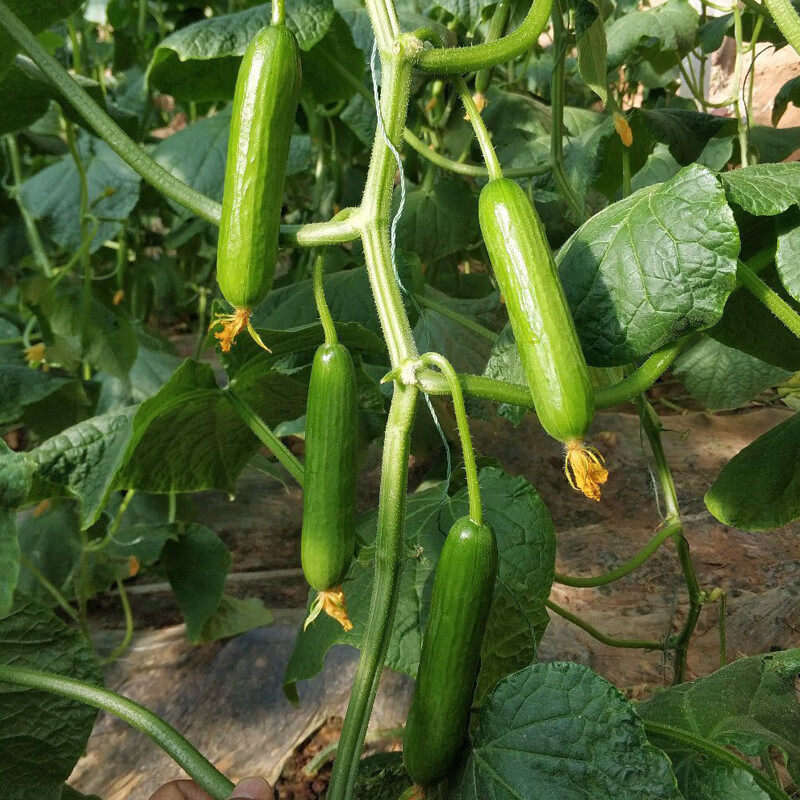 无刺水果黄瓜种子 荷兰进口水果黄瓜种籽小黄瓜乳瓜孑盛水3号 卡其