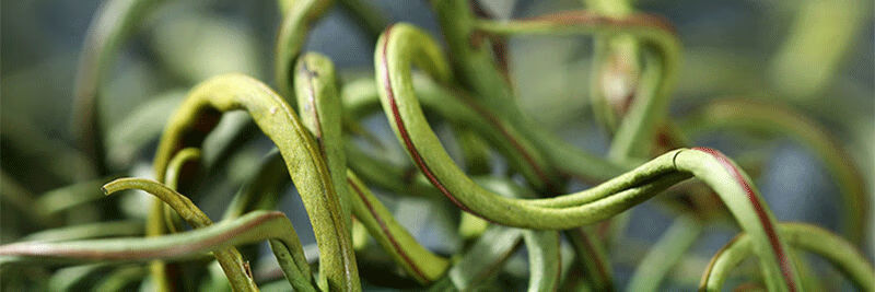 野生化石草肾精草云南缅甸老挝猫须草金钱草精选深山化石草250克
