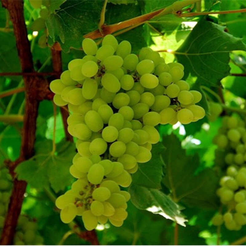 新疆特产吐鲁番绿宝石葡萄干无核无籽零食提子干果甜500g原味