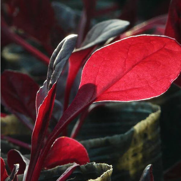 红菠菜种籽耐寒紫色菠菜种子叶尖叶小叶菠菜秋冬季四季播蔬菜种孑红