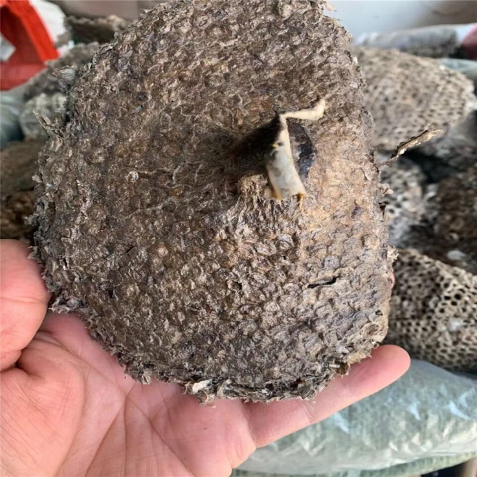 马蜂窝鲜蜂房中药材蜂窝野生露蜂房胡蜂巢露蜂房硬蜂房官方直营蜂房粉
