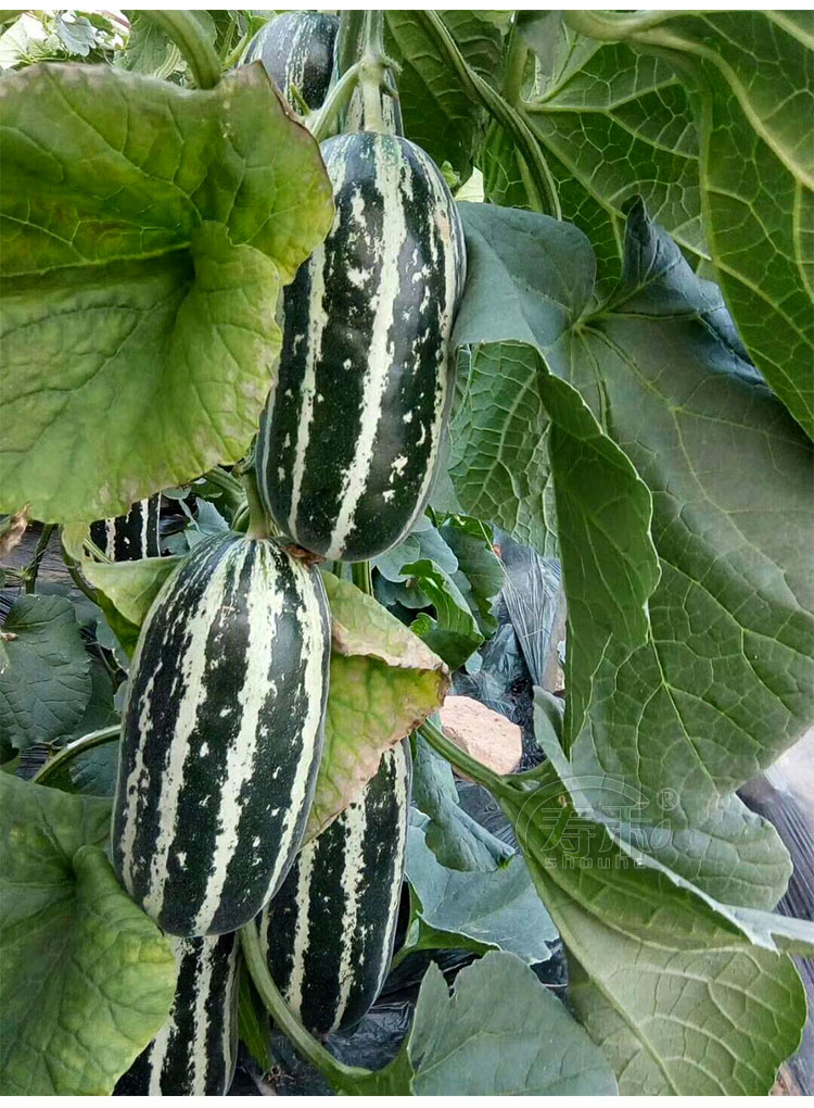 美洋甜瓜超甜香瓜四季博洋9号农家水果春季瓜果甜瓜 10斤【图片 价格