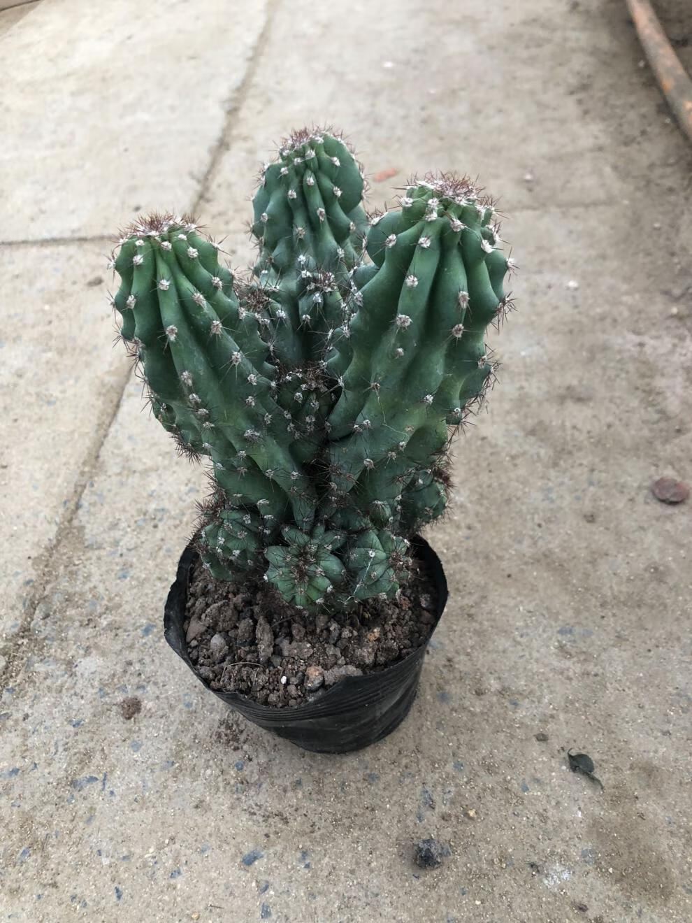 元井汇仙人山虎头罗汉山影拳 仙人掌类沙生多肉植物 虎头山影 盆栽