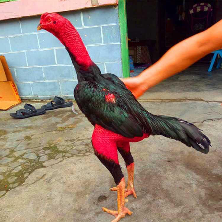 鬼子斗鸡纯种斗鸡品种斗鸡越南小斗鸡 5斤左右中原斗鸡公一只【图片