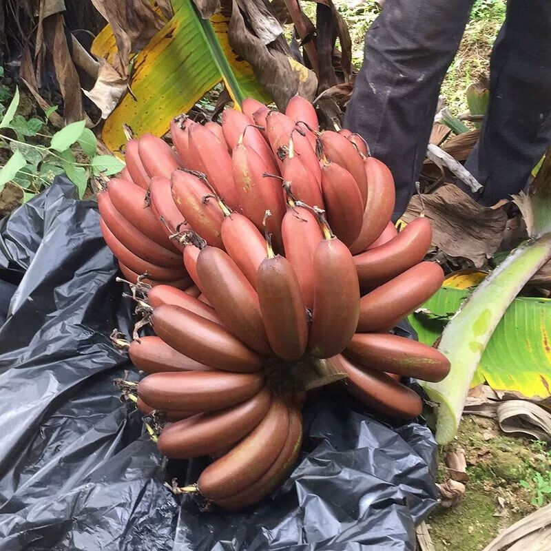 红香蕉福建新鲜水果土楼红美人蕉农家现割斤批发红皮香蕉5斤精品净重