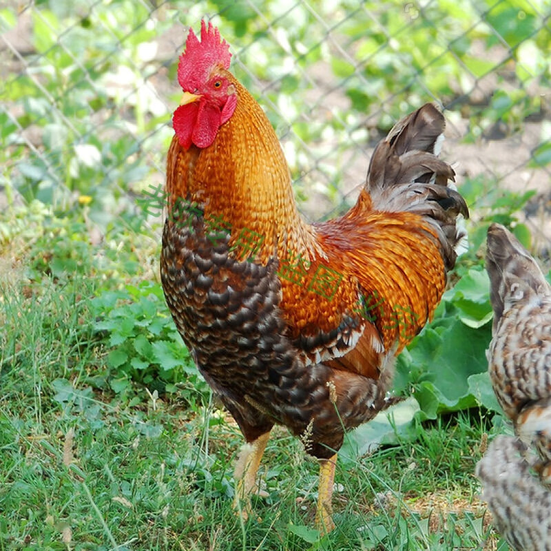 老扣土公鸡活体鹊山鸡大红公鸡活鸡金芦花鸡三白纯白公鸡打鸣种鸡活苗