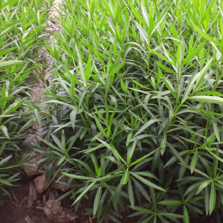 夹竹桃树苗净化空气夹竹桃盆栽花卉柳叶桃半年红植物避蛇 40厘米高