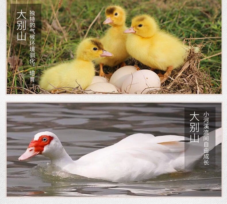 安徽大别山豚鸭红嘴鸭子红头鸭雁鸭腾鸭番鸭散养土鸭草鸭肉 母 红嘴鸭