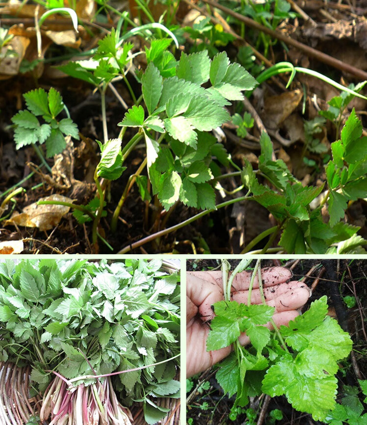 野芹菜種籽野生山芹菜種子水芹菜多年生茴芹大葉芹種孑蔬菜水種野生山