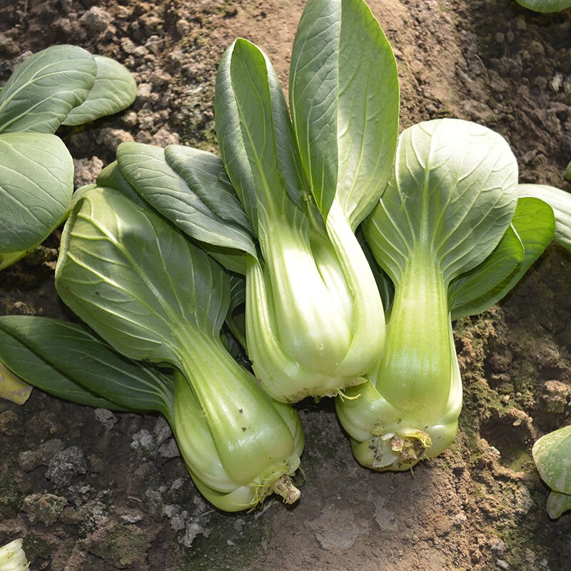 四季上海青耐热青梗菜春夏秋季苏州青六七月慢鸡毛菜耐寒蔬菜种子秀青
