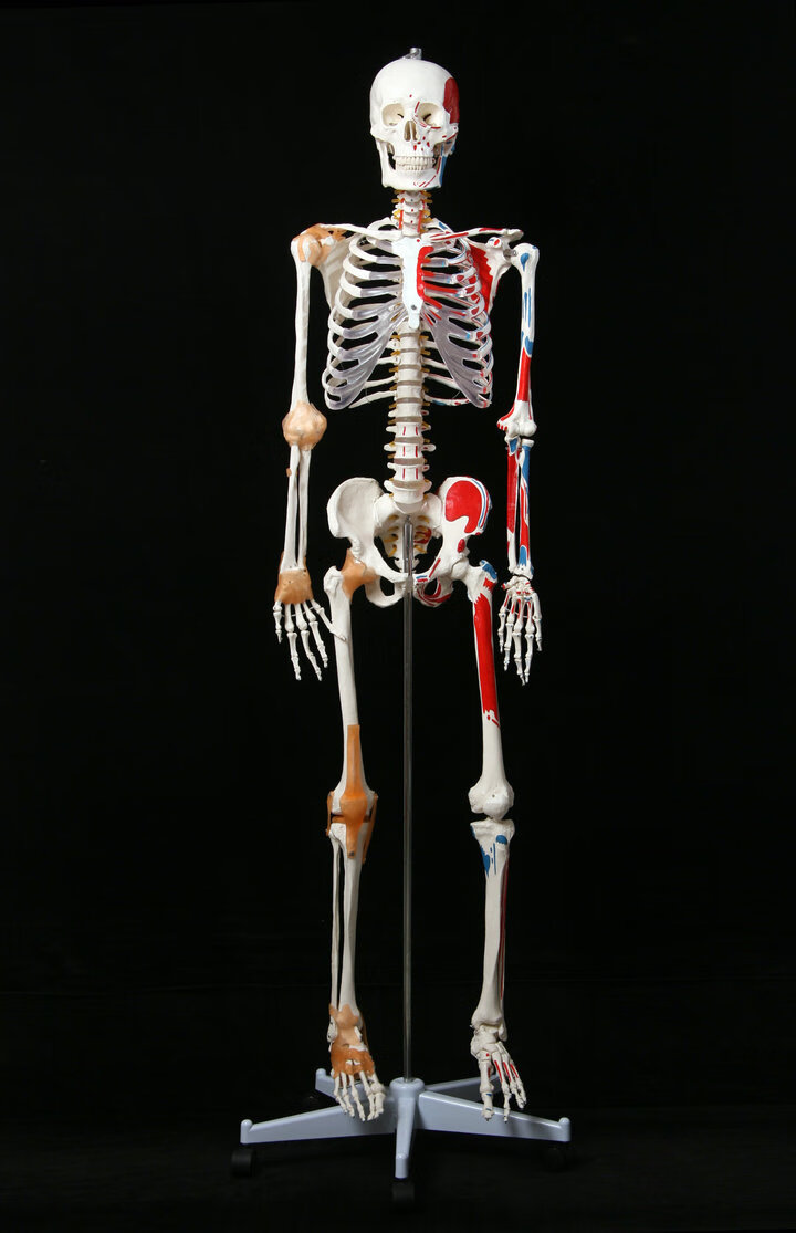 2021新款厂家直销标准170cm180人体全身骨骼模型骷髅骨架标本脊柱170