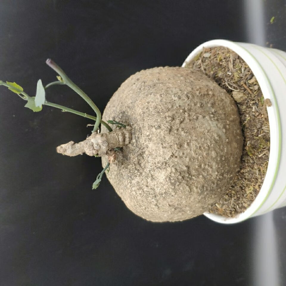 山乌龟血藤山乌龟非红藤绿藤叶子枝干紫色高端大气上档次盆景盆栽