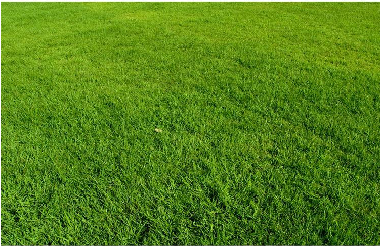 长镰草种子响铃草墓地草坪种子坟地草籽四季青草籽坟头草茅草草坪四季