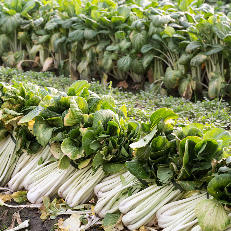 高梗白高梗青白菜种子长杆白菜种籽高杆小白菜腌制酸菜大田蔬菜孑