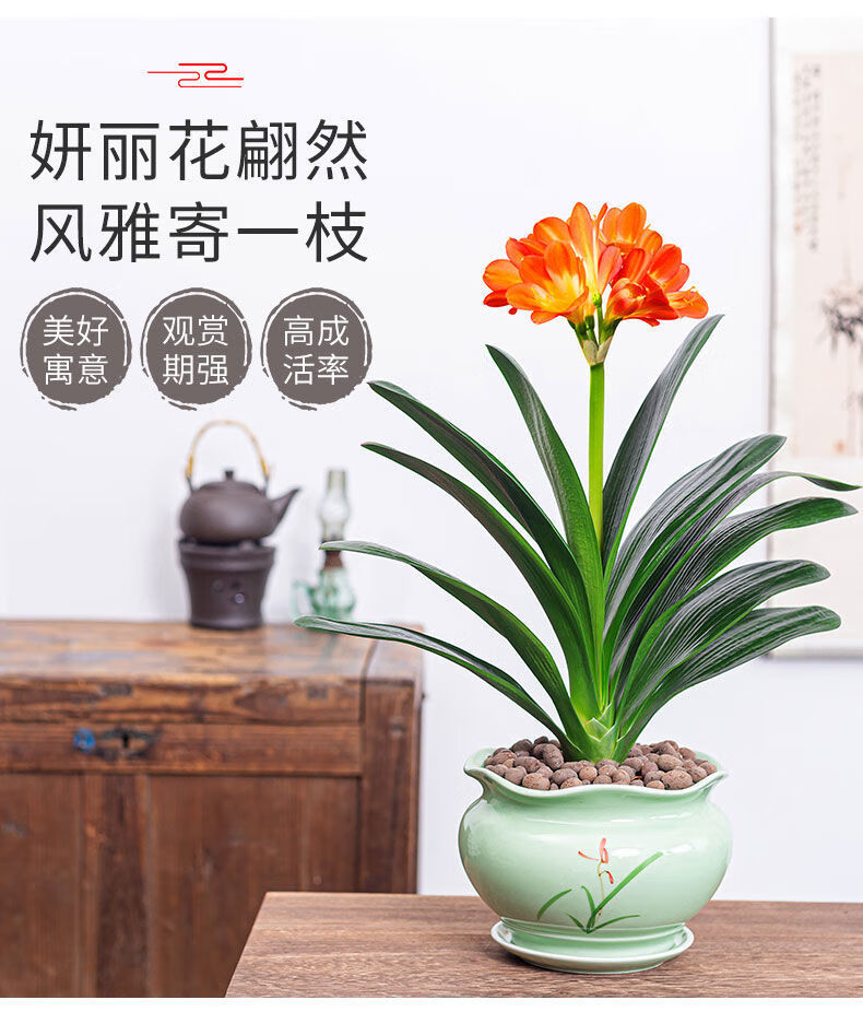 【现货现发】君子兰盆栽易养活四季常青客厅室内绿植盆景花卉 满堂红