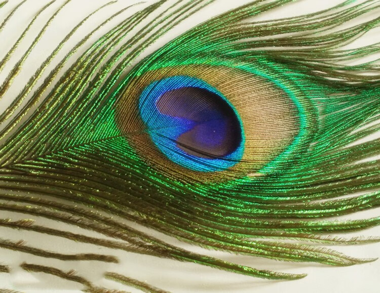 家居饰品真孔雀羽毛摆件 孔雀毛花瓶装饰凤凰羽毛 长度80-90眼睛4-6cm