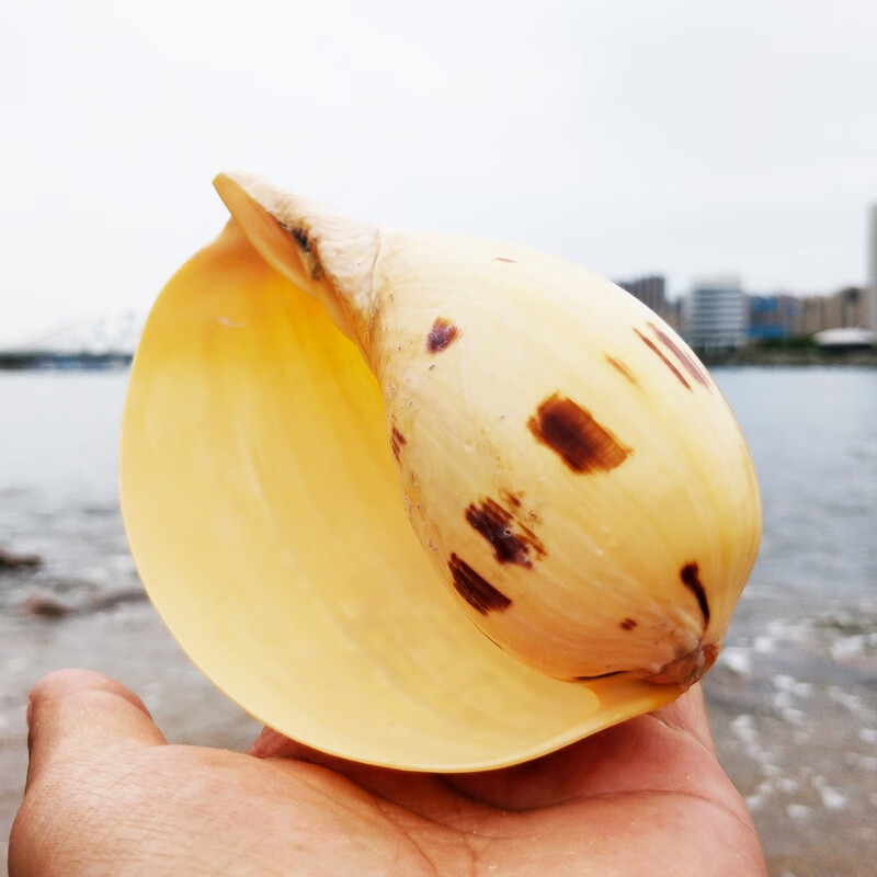 天然海螺贝壳花盆椰子螺壳超大摆件鱼缸造景装饰品玩具