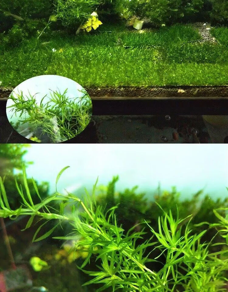 水草印度小竹节竹节草新手好养耐活懒人水草阴性水草鱼缸造景 超划算