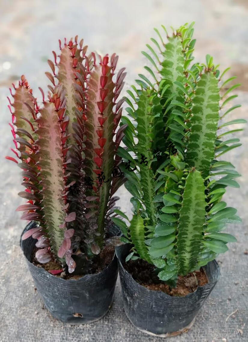 巴西龙骨 仙人柱 玉麒麟 盆栽室内 青 红龙骨苗高约10-13cm2棵 裸根不