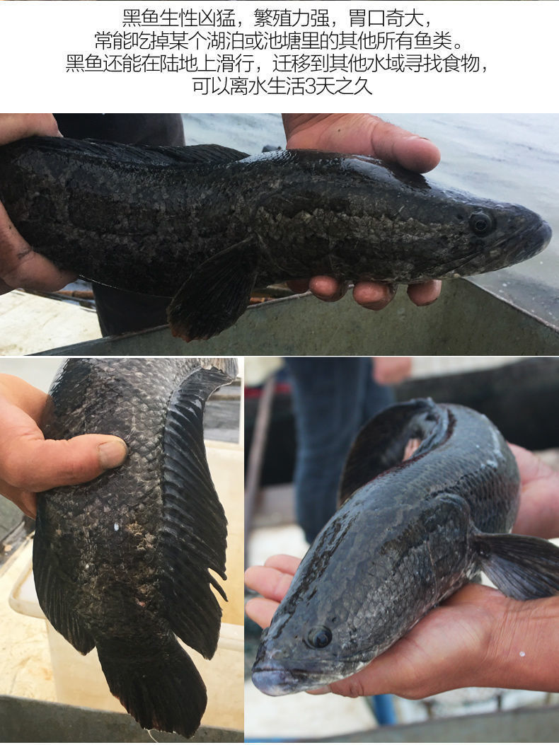 湖北正宗純黑魚烏魚斑魚財魚新鮮魚淡水魚現殺 諾斯食美 淨膛後1斤裝