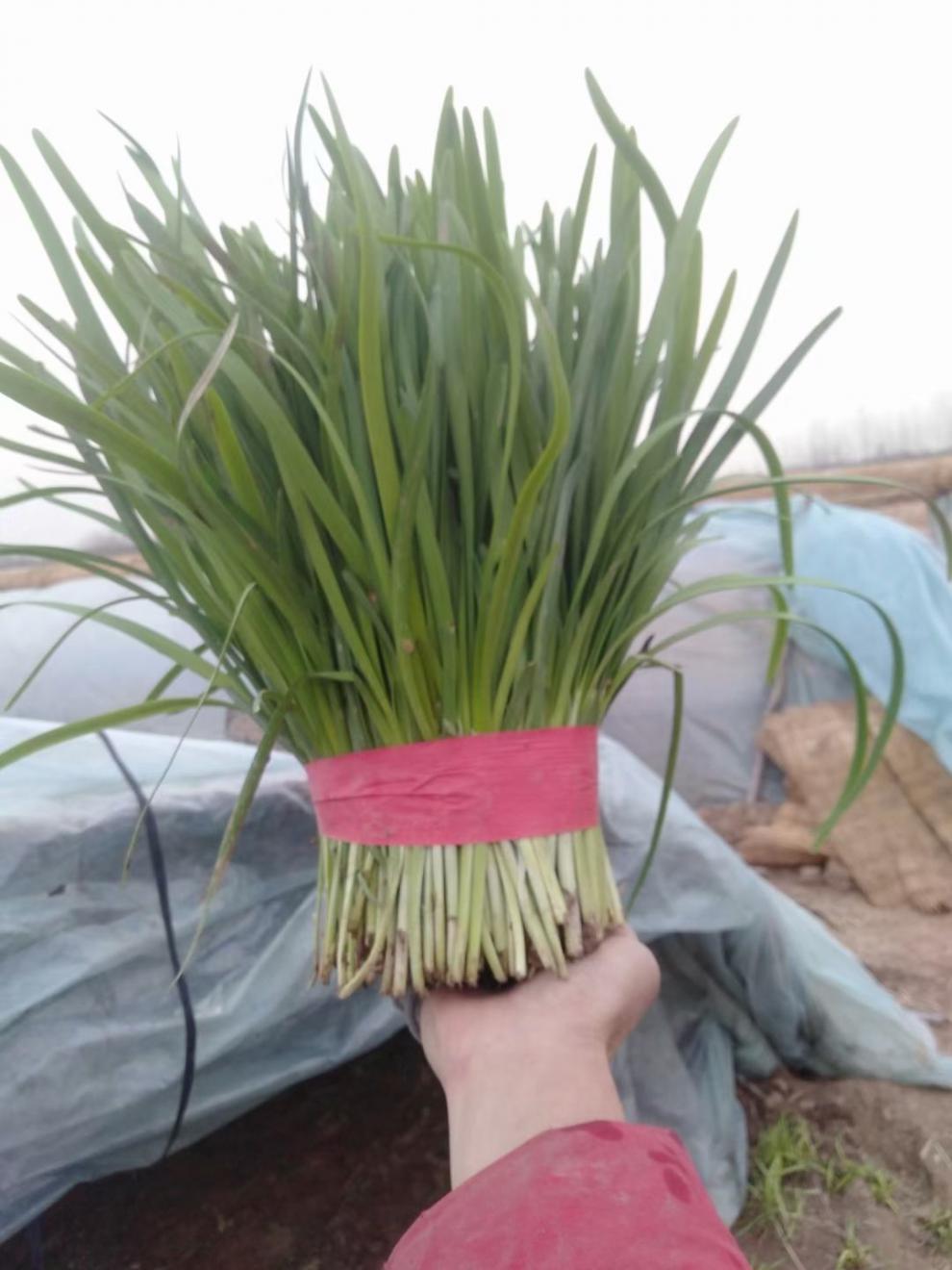 打包绳子捆绑红色捆菜绳加宽打包绳捆芹菜韭菜菠菜大葱香菜捆扎绳拉力