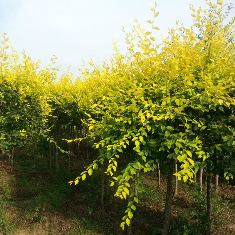 帅轩榆树苗行道树中华金叶榆南北方庭院耐寒植物榆钱树绿化苗木榆树苗