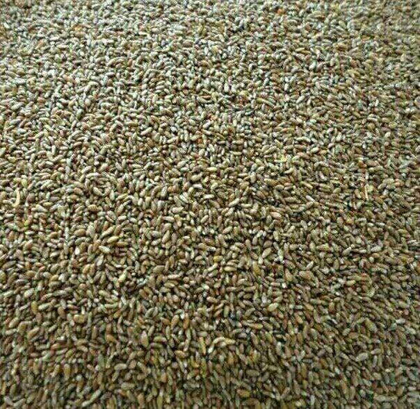 1件甘肃沙漠野生特产沙蒿籽粉沙蒿子黄蒿子面食用增粘稠剂【京力】