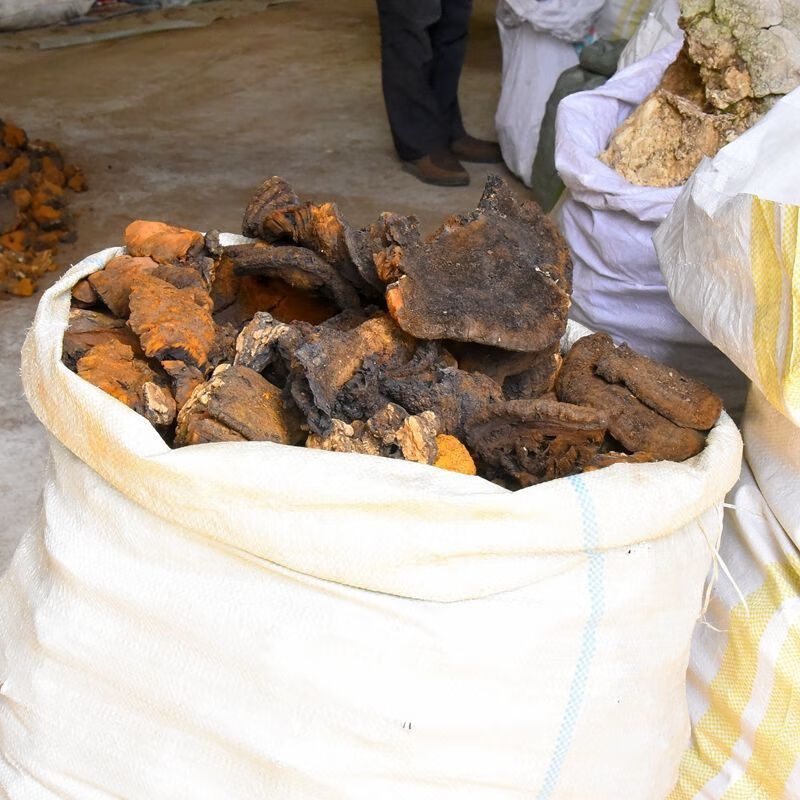 竺芝堂 粗毛纤孔菌粗毛黄褐孔菌非长白山粗毛褐孔菌槐蘑干品 野生粗毛