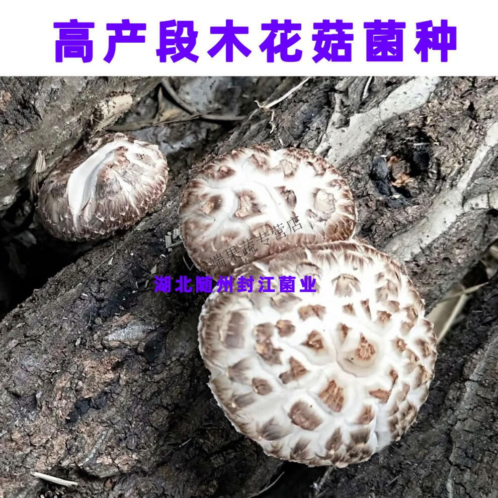 椴木香菇花菇菌种木头菌种香菇菌种香菇花菇栽培种段木香菇种子香菇