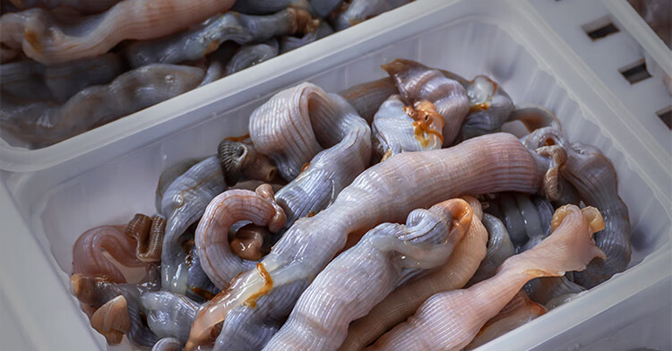 沙虫海肠 东山岛海鲜 新鲜 当天现挖沙虫 鲜活海肠子 产地直供 200g