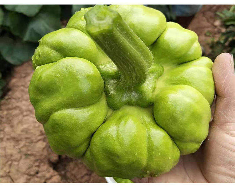 云南姜柄瓜新鲜小麦瓜嫩南瓜小瓜新鲜蔬菜面瓜小南瓜 10斤【图片 价格