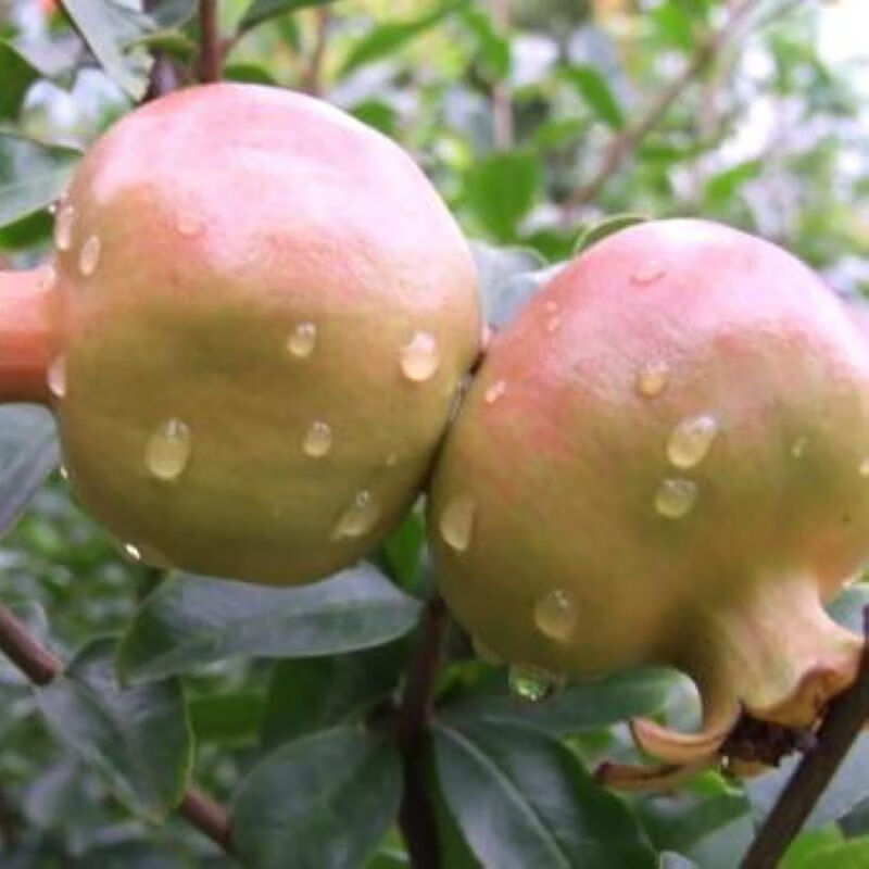 散装石榴种子 盆景 水晶石榴树 天然保养水果 海榴种