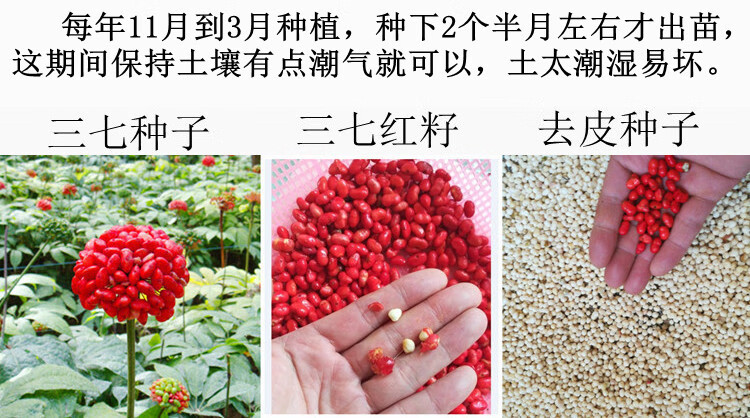 云南文山三七种子红籽三七活苗种植田七苗子条食用植物可盆栽 散装2年