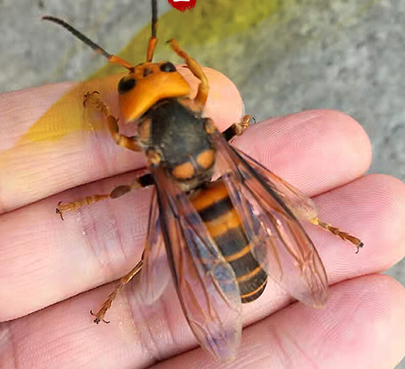 新鲜野生虎头蜂泡酒材料黄蜂胡蜂土峰大马蜂子酒活体冰冻200g【图片
