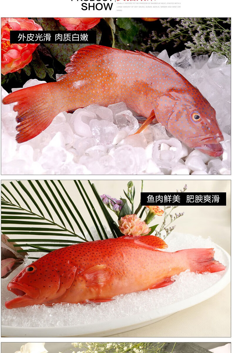 东星斑鱼多少钱一斤图片