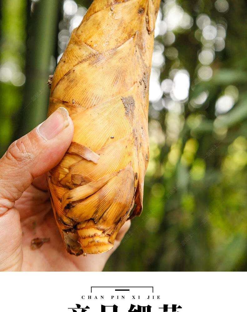 健康轻食 新鲜冬笋鲜竹笋农家现挖湖南黄泥毛竹笋子 蔬菜 5斤