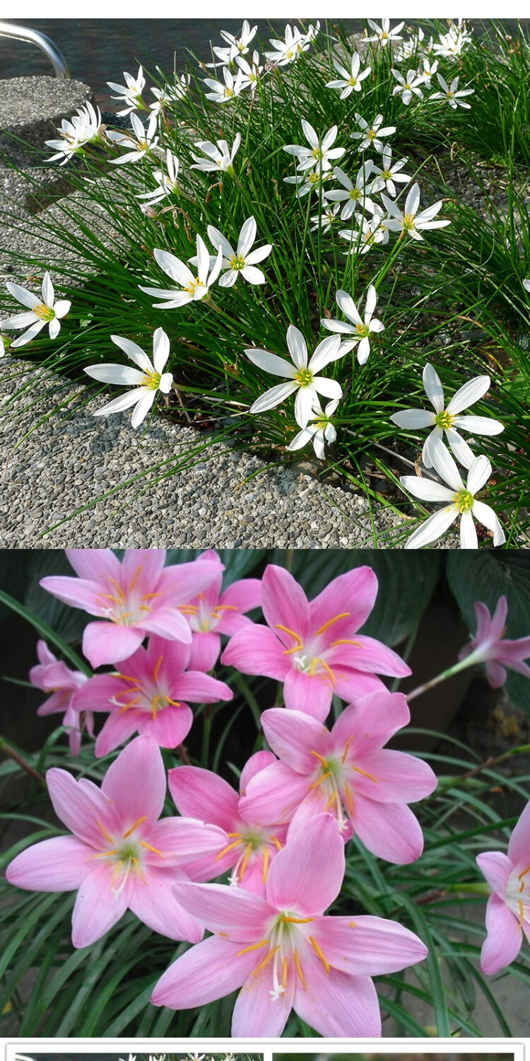 芊阙韭菜兰花 韭菜兰葱兰风雨兰花苗韭菜兰绿植种球盆栽花卉庭院花坛