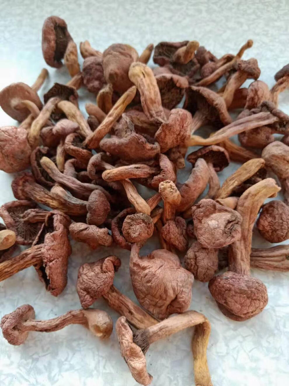 晨臻东北特产红蘑长白山纯红松伞菇新货菌菇干货松树蘑菇钉一件500克