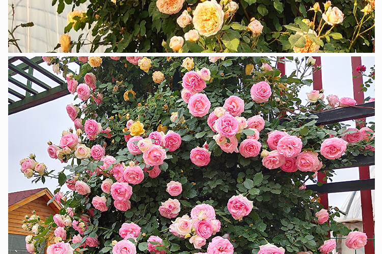 蔷薇拱门花墙庭院植物阳台盆栽花卉多季开花粉色龙沙宝石大苗不含盆
