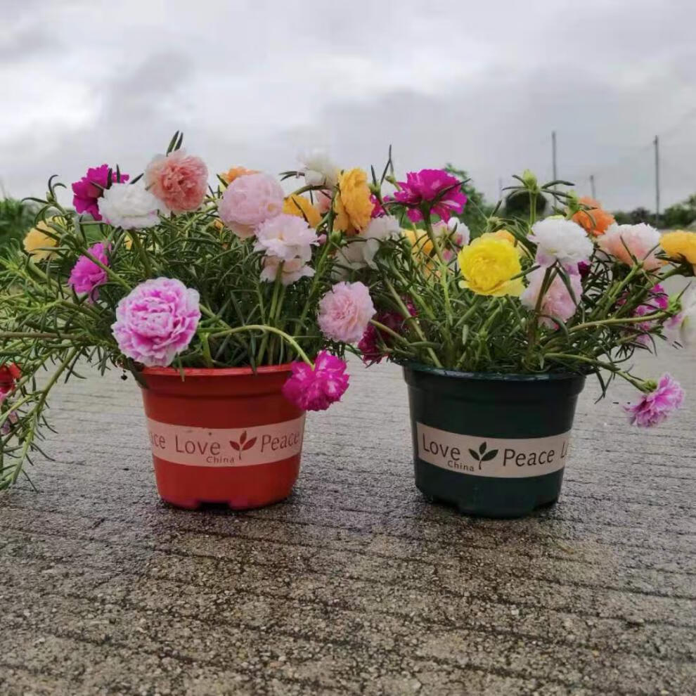 祉鹿 重瓣太阳花苗带盆带根带土带花苞苗混色种子盆栽四季花室外阳台