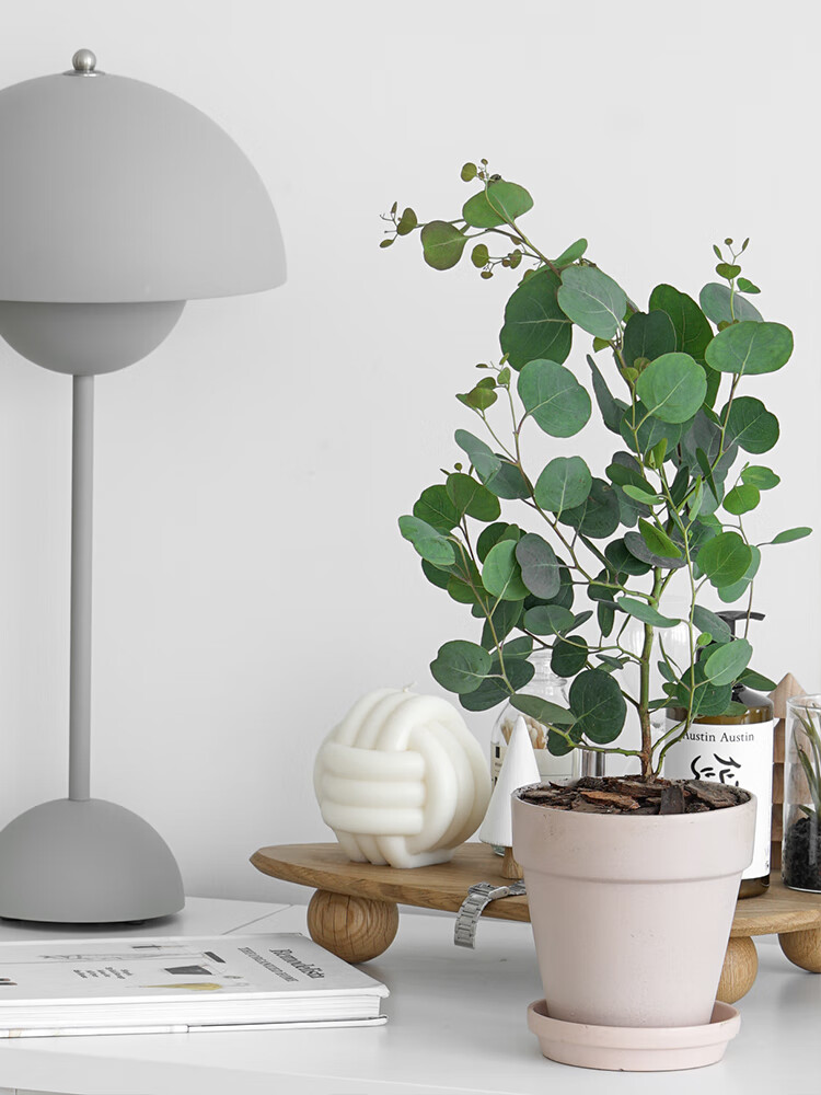 圆叶尤加利银桉树盆栽北欧风绿植ins风盆栽室内植物花卉桌面中号