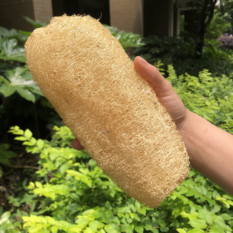 丝瓜瓤干丝瓜瓤洗碗天然农家大超大丝瓜络刷碗锅老瓤子超粗丝瓜藤神器