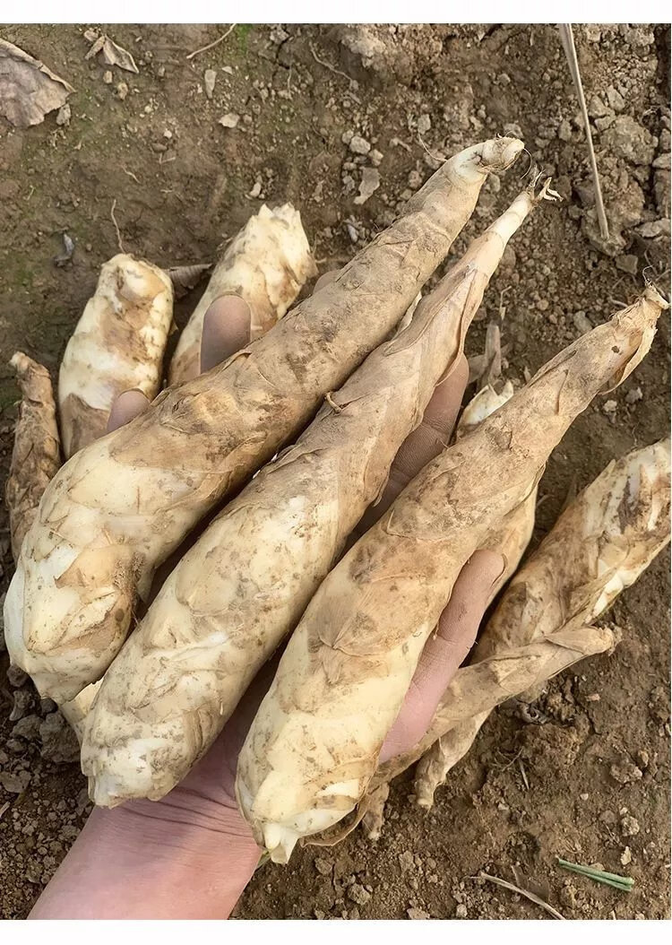 广东农家新鲜竹芋冬薯火锅煲汤食材冬笋薯绵薯竹根薯现挖发货 中小果 