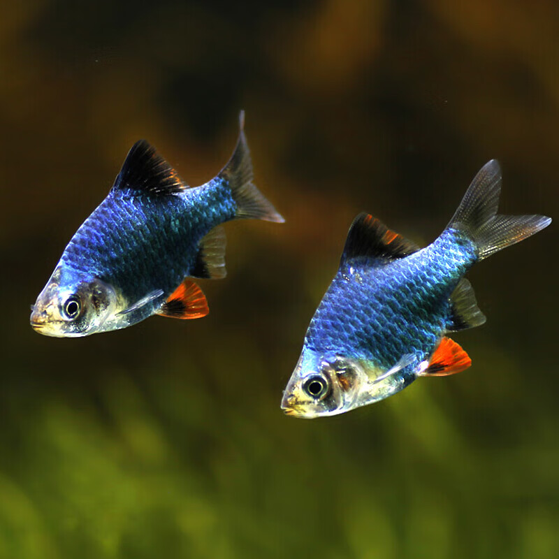 【京東推薦】熱帶觀賞魚霓虹燕子魚紅綠燈胎生底棲魚草缸群游魚活體包