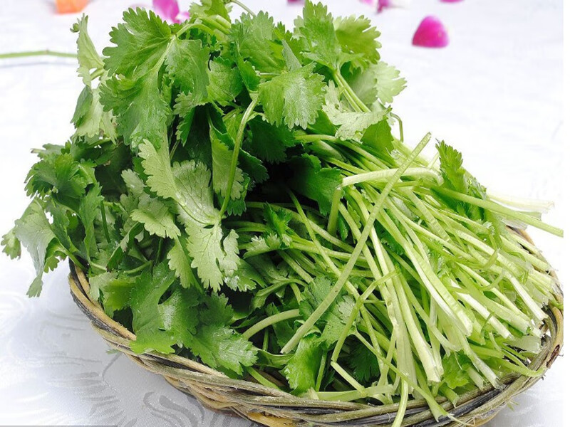 香菜种子 春夏秋冬菜园播种 阳台盆栽四季播种耐寒 四季蔬菜种子 香菜