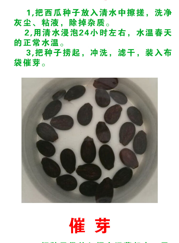 西瓜种子懒汉王特大四季超甜麒麟8424早熟无籽抗重茬蔬菜水果种孑 京